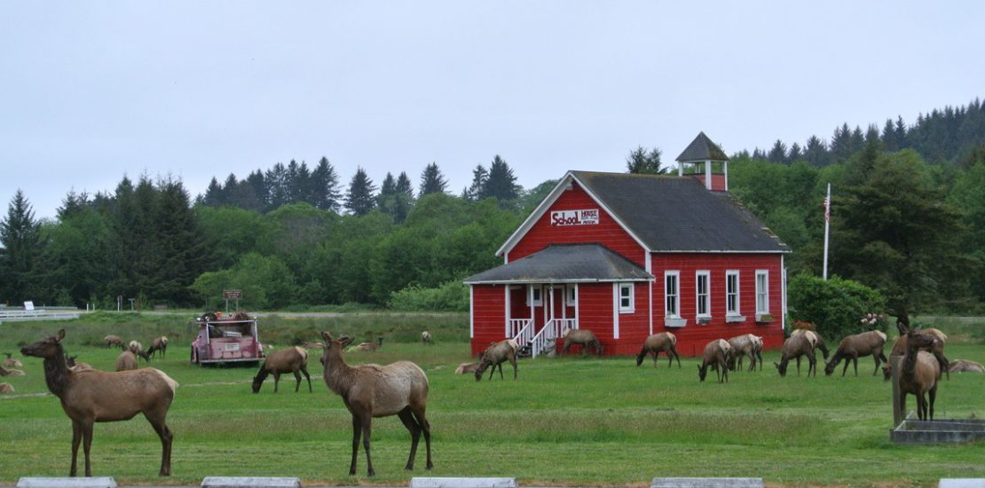 elk in front of schoolhouse