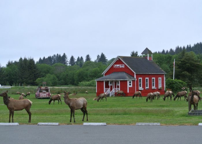 elk in front of schoolhouse